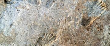 Ces empreintes représentent à ce jour la preuve la plus solide de la présence d'Homo sapiens sur le continent américain dès 20.000 ans avant notre ère.